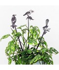Metalbird | Plant Stakes